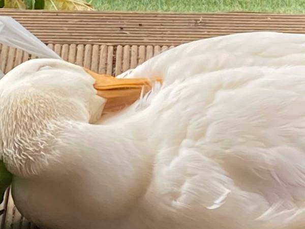 昼寝をするアヒル　枕にしていたのは？　「平和だなぁ」「絵本の世界かよ」