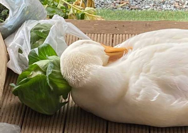 昼寝をするアヒル　枕にしていたのは？　「平和だなぁ」「絵本の世界かよ」