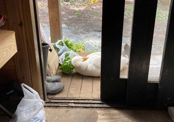 昼寝をするアヒル　枕にしていたのは？　「平和だなぁ」「絵本の世界かよ」