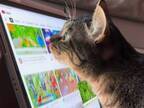 iPadで鳥の動画を見ている猫　次の瞬間？　「天才か」「ちょっと怖い」