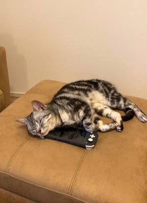 気持ちよさそうに眠る猫　その下に飼い主の『捜しもの』があって？