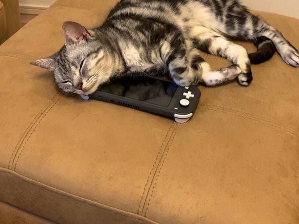 気持ちよさそうに眠る猫　その下に飼い主の『捜しもの』があって？