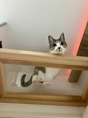 キャットタワーで遊ぶ猫、興奮して首が？　「吹いた」「別の生き物か」