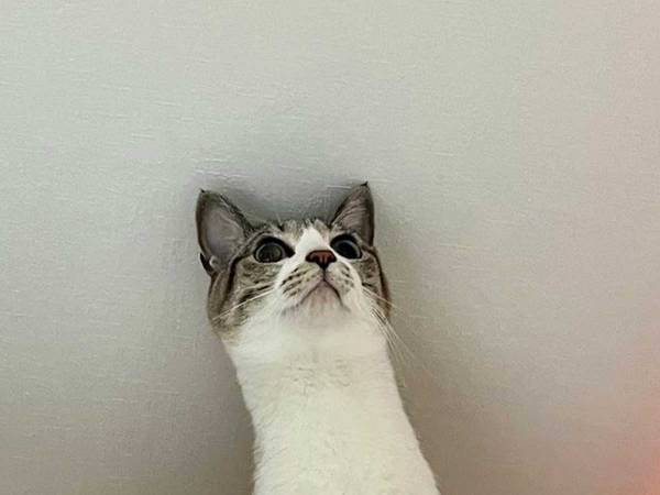 キャットタワーで遊ぶ猫、興奮して首が？　「吹いた」「別の生き物か」