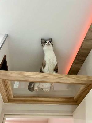 キャットタワーで遊ぶ猫、興奮して首が？　「吹いた」「別の生き物か」