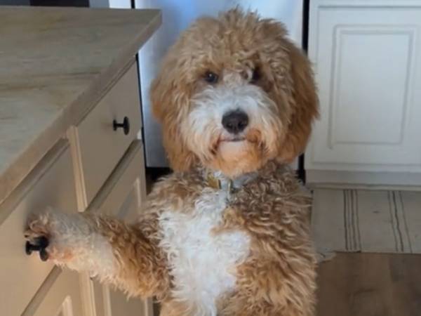 中に誰か入ってる？　ドゥードルの『立ち方』に吹き出す！「姿勢が完ぺきだ」