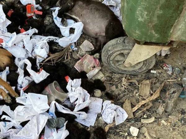 地面にあふれるゴミの山　よく見ると…「かわいそうに」「悲しい現実だ」