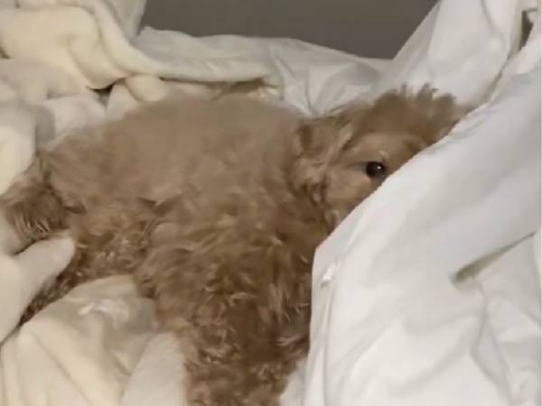 飼い主「違う犬と入れ替わった？」　寝起きの表情に注目！