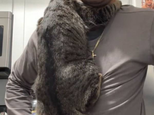 はがしたくてもはがれない！　耐久性バツグンの『マジックテープ猫』がコチラ