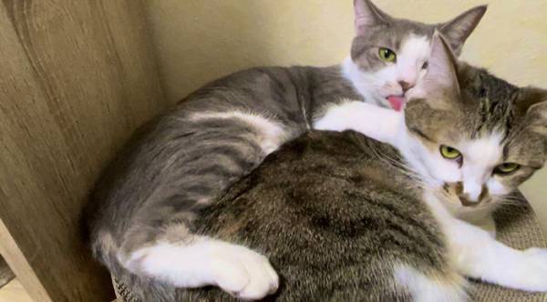 「キャッツアイが侵入しようとしていた」　その姿に「マジかよ」「本物じゃん」