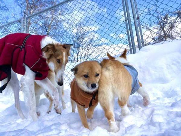 コーギーで暖を取るポメ柴　写真に「笑った」「コレは温まりそう」