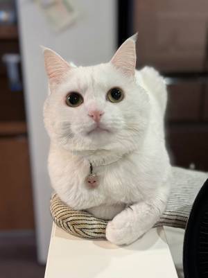 爪を切られた猫　表情の違いに「不服そう」「哀愁が漂ってる」