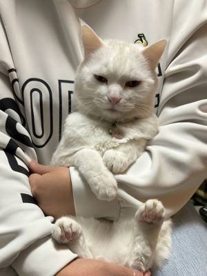 爪を切られた猫　表情の違いに「不服そう」「哀愁が漂ってる」