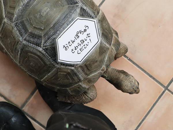 カメに「触らないで」の貼り紙　オチに「その手があったか」「よすぎ」