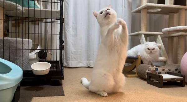 オモチャにはしゃぐ子猫が数年後？　ビフォーアフターに「尊い」「鼻血出そう」