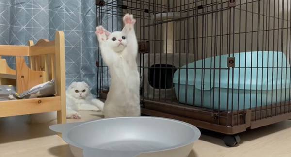 オモチャにはしゃぐ子猫が数年後？　ビフォーアフターに「尊い」「鼻血出そう」