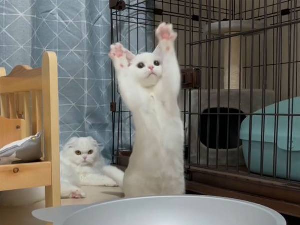 オモチャにはしゃぐ子猫が数年後？　ビフォーアフターに「尊い」「鼻血出そう」