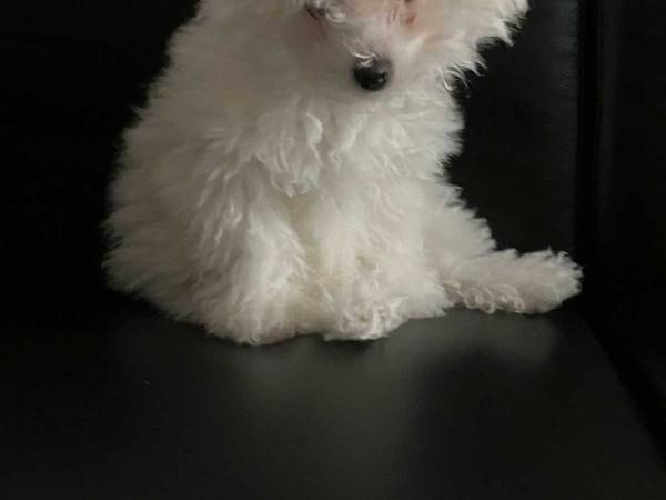 眠りから目覚めた愛犬　寝起き姿に「私も同じ」「たんぽぽみたい」