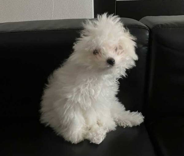 眠りから目覚めた愛犬　寝起き姿に「私も同じ」「たんぽぽみたい」