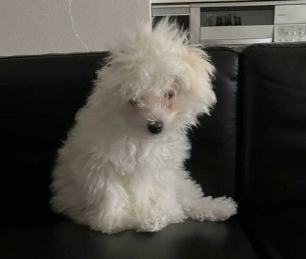 眠りから目覚めた愛犬　寝起き姿に「私も同じ」「たんぽぽみたい」