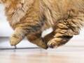 躍動感あふれる猫　写真に「重力ゼロ」「ネコバスみたい」