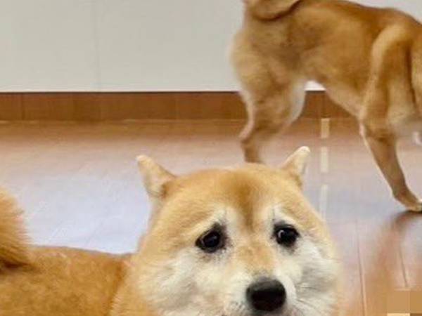 『託ワン施設』に来た柴犬　他の犬を見て？「ワロタ」「表情に腹抱えたわ」