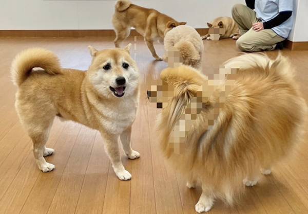 『託ワン施設』に来た柴犬　他の犬を見て？「ワロタ」「表情に腹抱えたわ」