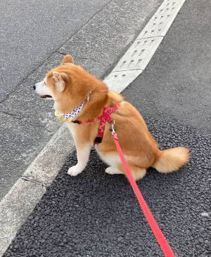 通行人に話しかけられた『柴犬』　その際の表情をご覧ください！