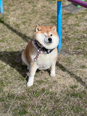 「帰りません」　柴犬の写真に「顔が餅のよう」「意志が強い」
