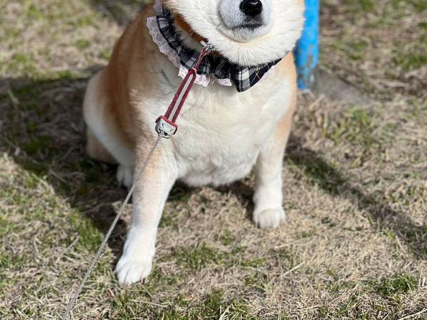 「帰りません」　柴犬の写真に「顔が餅のよう」「意志が強い」
