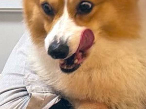 ひな祭りのお祝いに参加したコーギー　ご馳走を見て？「めちゃくちゃ狙ってる」