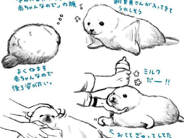 『しながわ水族館』で生まれたアザラシの赤ちゃん　イラストに「目の付け所が最高！」