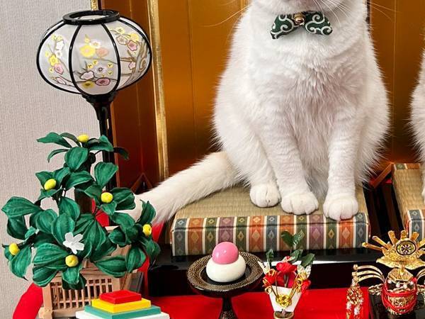 飾り途中のひな人形　振り返ったら…「えっ！？」「ある意味１００点」