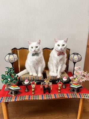 飾り途中のひな人形　振り返ったら…「えっ！？」「ある意味１００点」