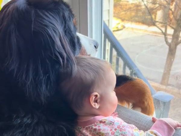 安心感がハンパない　窓の外を眺める赤ちゃんと大型犬をよく見ると…？