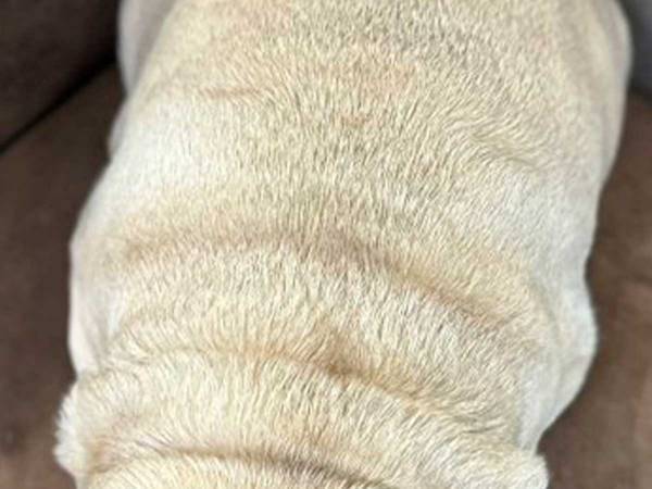 「今月ずっと笑っていられそう」　犬がうつ伏せしてる写真がまるで…