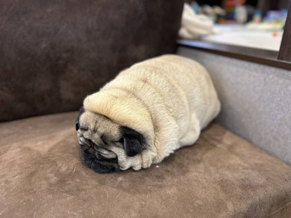 「今月ずっと笑っていられそう」　犬がうつ伏せしてる写真がまるで…