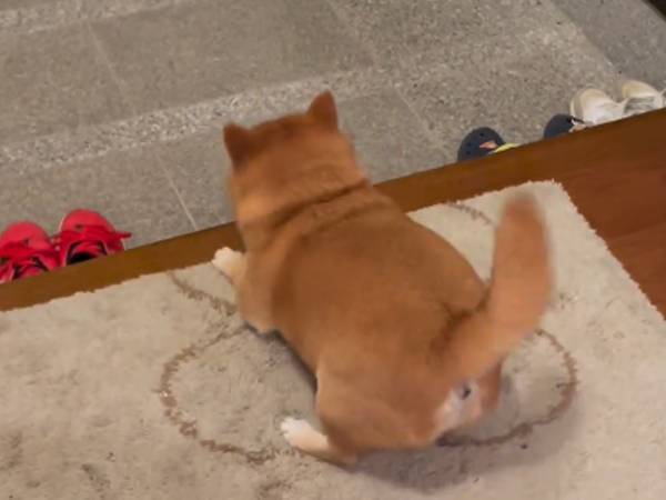 玄関で飼い主を待つ柴犬　展開に「泣いた」「最高かよ」