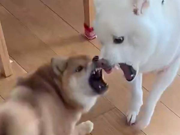 飼い主がある言葉をいった瞬間？　柴犬の『急変』に「爆笑した」「無限再生してしまう」