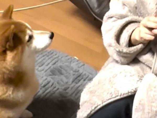 飼い主を取り囲む柴犬たち　圧のすごさに「絡まれたい！」「味噌汁吹いた」