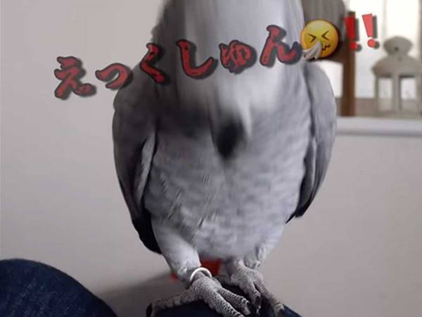 「リアルすぎ」「実力派」　ヨウムが披露した『モノマネ』に驚きの声