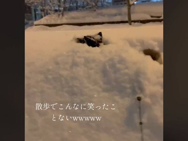 「散歩でこんなに笑ったことない」　柴犬の雪遊びに「めっちゃ突き進むやん」「潜水艦か」