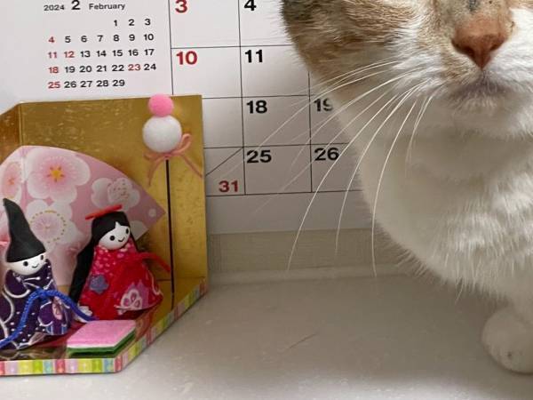 猫の写真に１５万いいね　後ろをよく見ると…「ハッとした」「天才の発想」