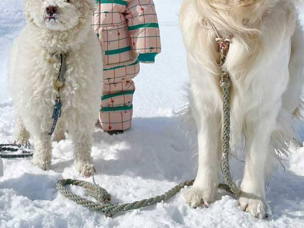 ４歳、３歳、１歳の三兄弟　雪の中での１枚に「笑った」「同じ顔してる」