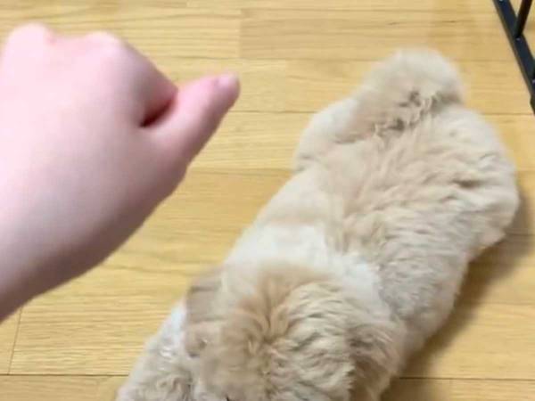 お手を覚えた子犬、すると『あること』を忘れて…？　動画に「かわいすぎて昇天した」