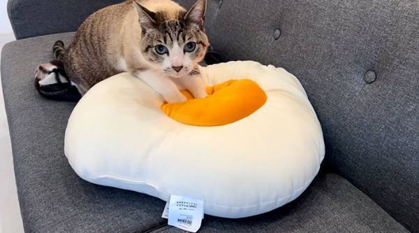 猫が『ふみふみ』しているものが？　見る人々をニッコリさせた写真がコチラ！