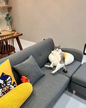 猫が『ふみふみ』しているものが？　見る人々をニッコリさせた写真がコチラ！