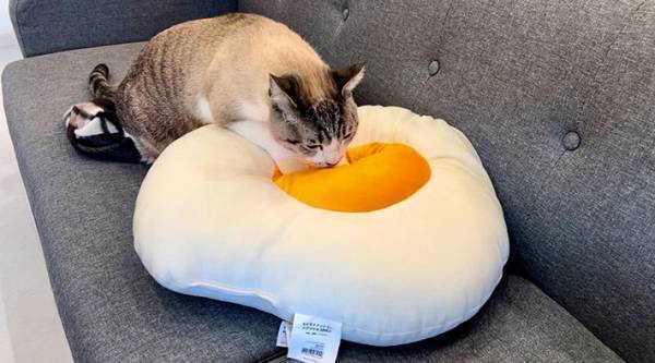 猫が『ふみふみ』しているものが？　見る人々をニッコリさせた写真がコチラ！