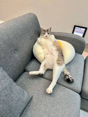 目玉焼きを模したクッションに座る猫の写真