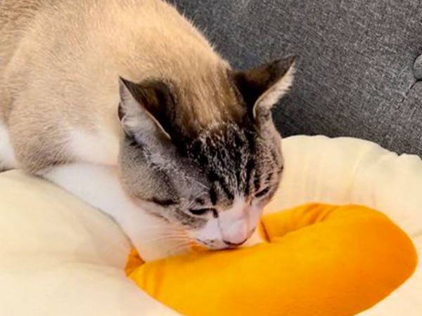 猫が『ふみふみ』しているものが？　見る人々をニッコリさせた写真がコチラ！